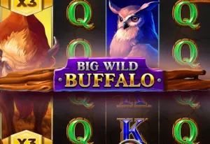 Demo Big Wild Buffalo